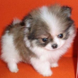 Meet your Posher, Lydia